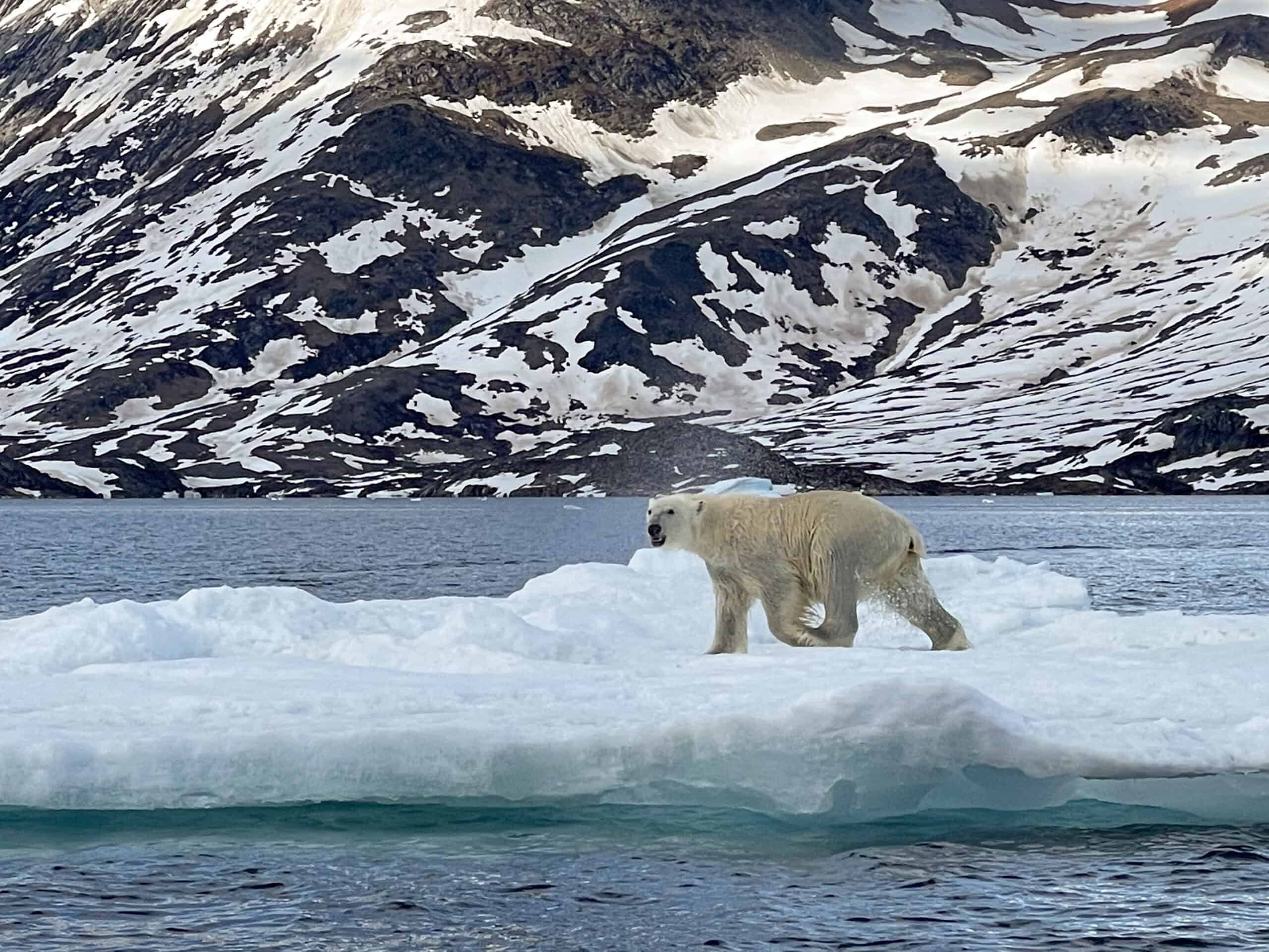 Polar bear close up on a piece of ice floating in the fjord.