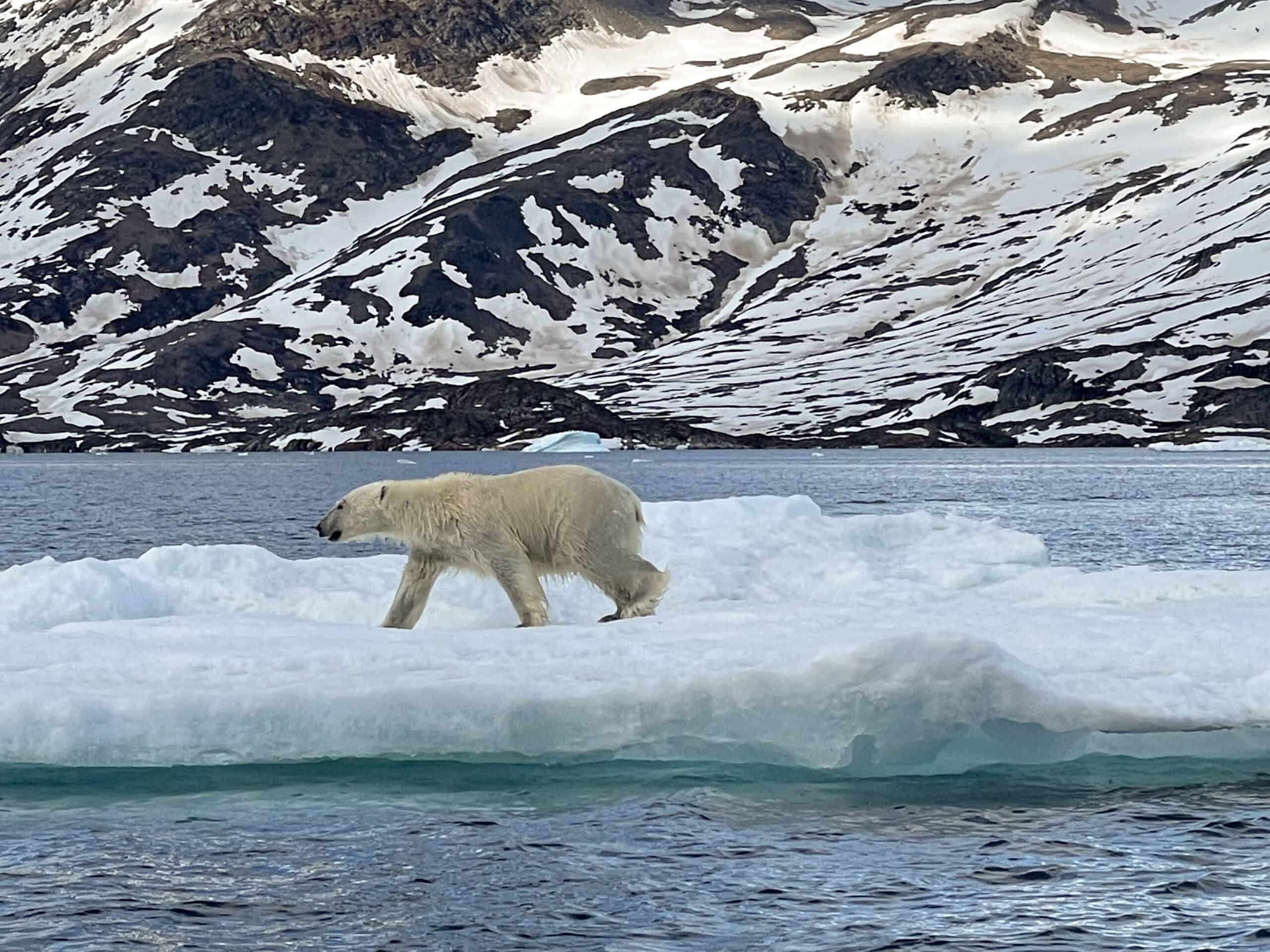 Polar bear on ice float in East Greenland.