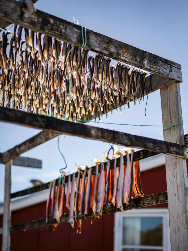 Fish drying outside residential house in East Greenland.