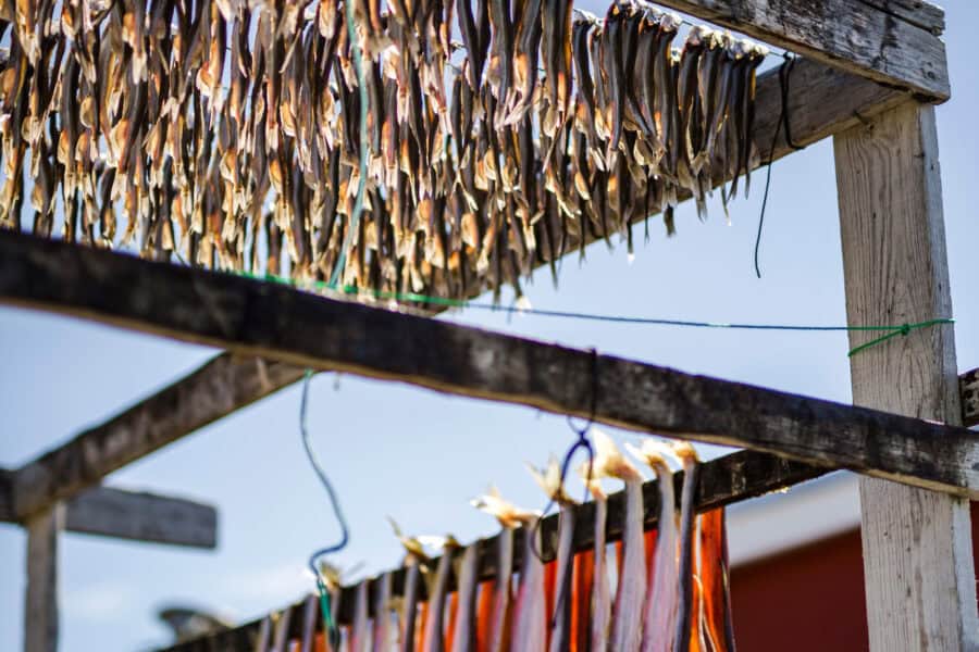 Fish drying outside residential house in East Greenland.
