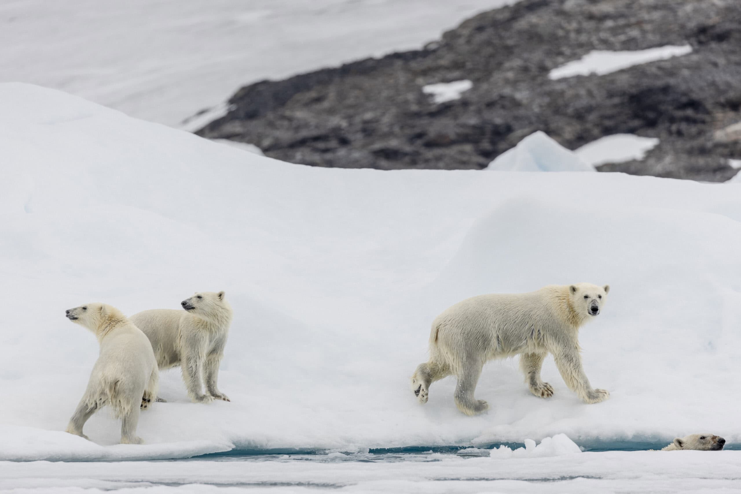 Meeting the polar bear family.