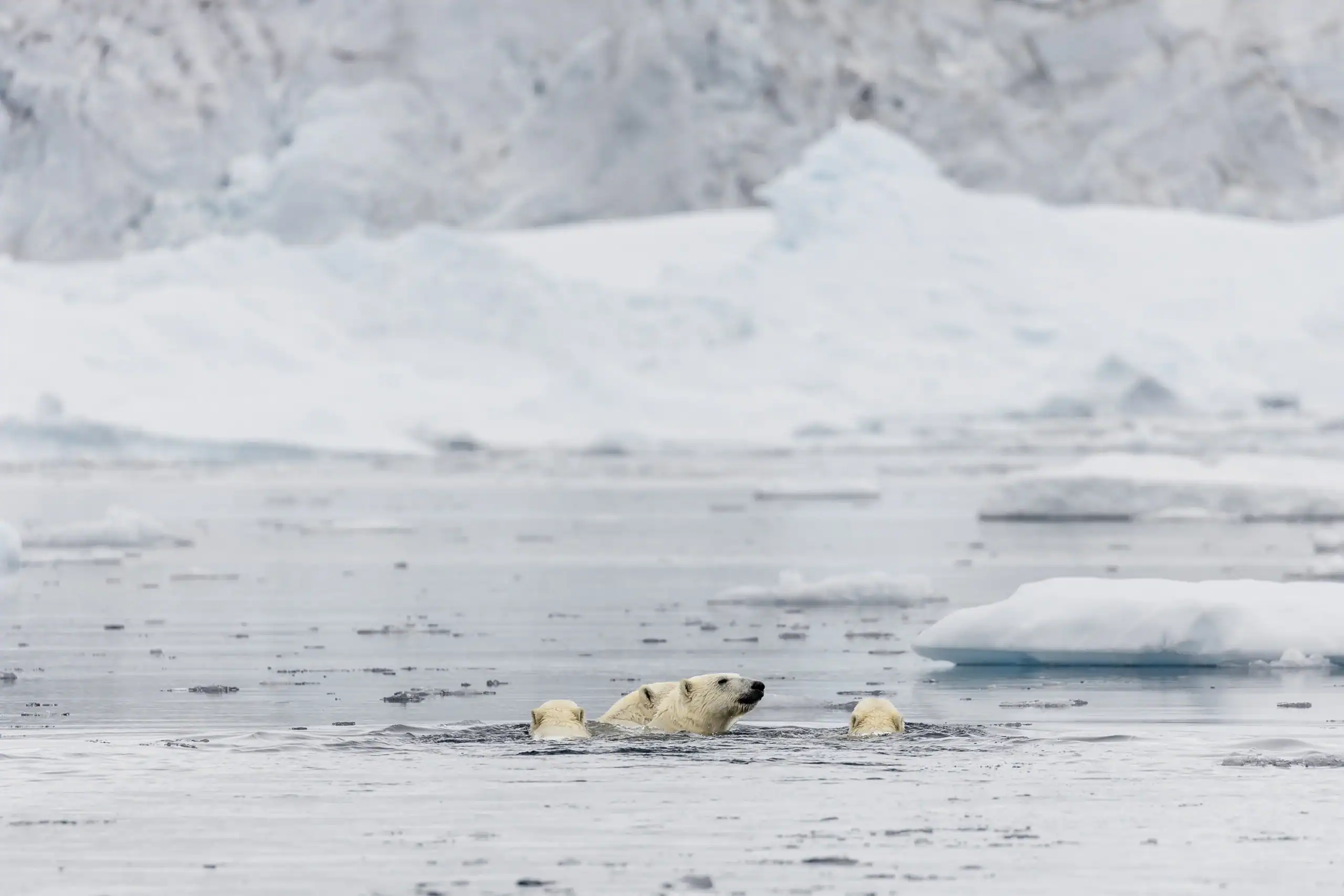 Polar bears swimming through icy waters in East Greenland, surrounded by icebergs.