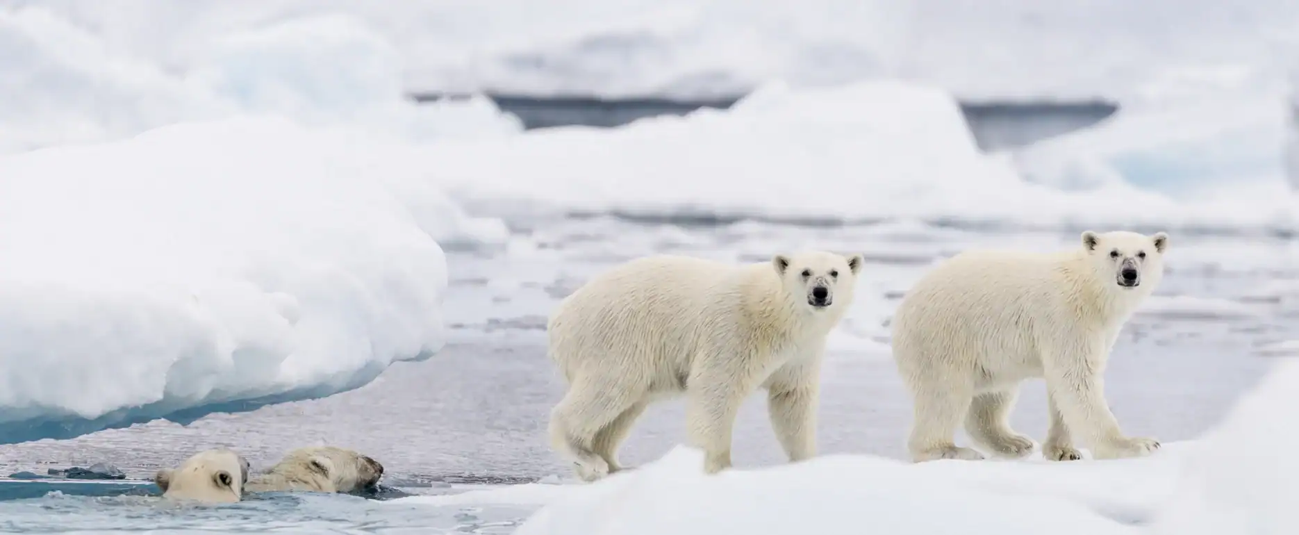 Two polar bears walking on ice while two swim in icy waters in East Greenland.