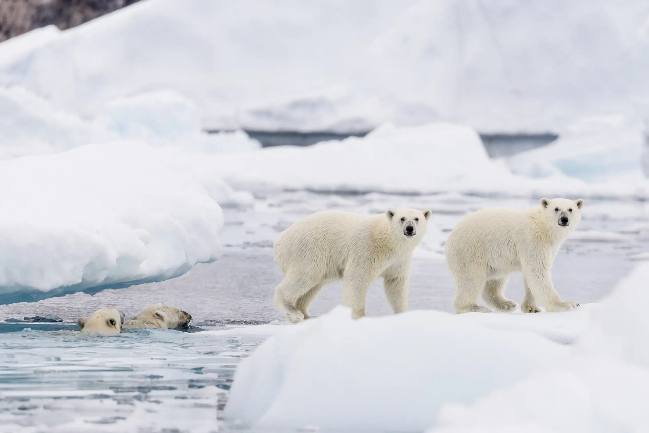 Two polar bears walking on ice while two swim in icy waters in East Greenland.