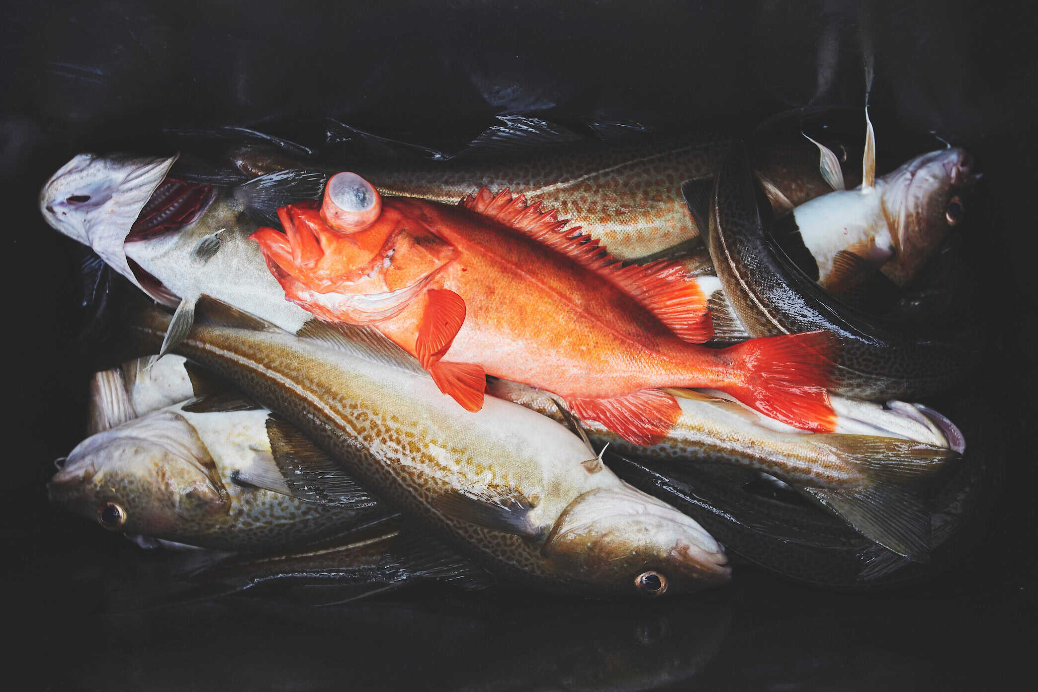 freshly caught fish from a Fish and Dish tour on the Arctic Boat Charter in the Nuuk Fjord