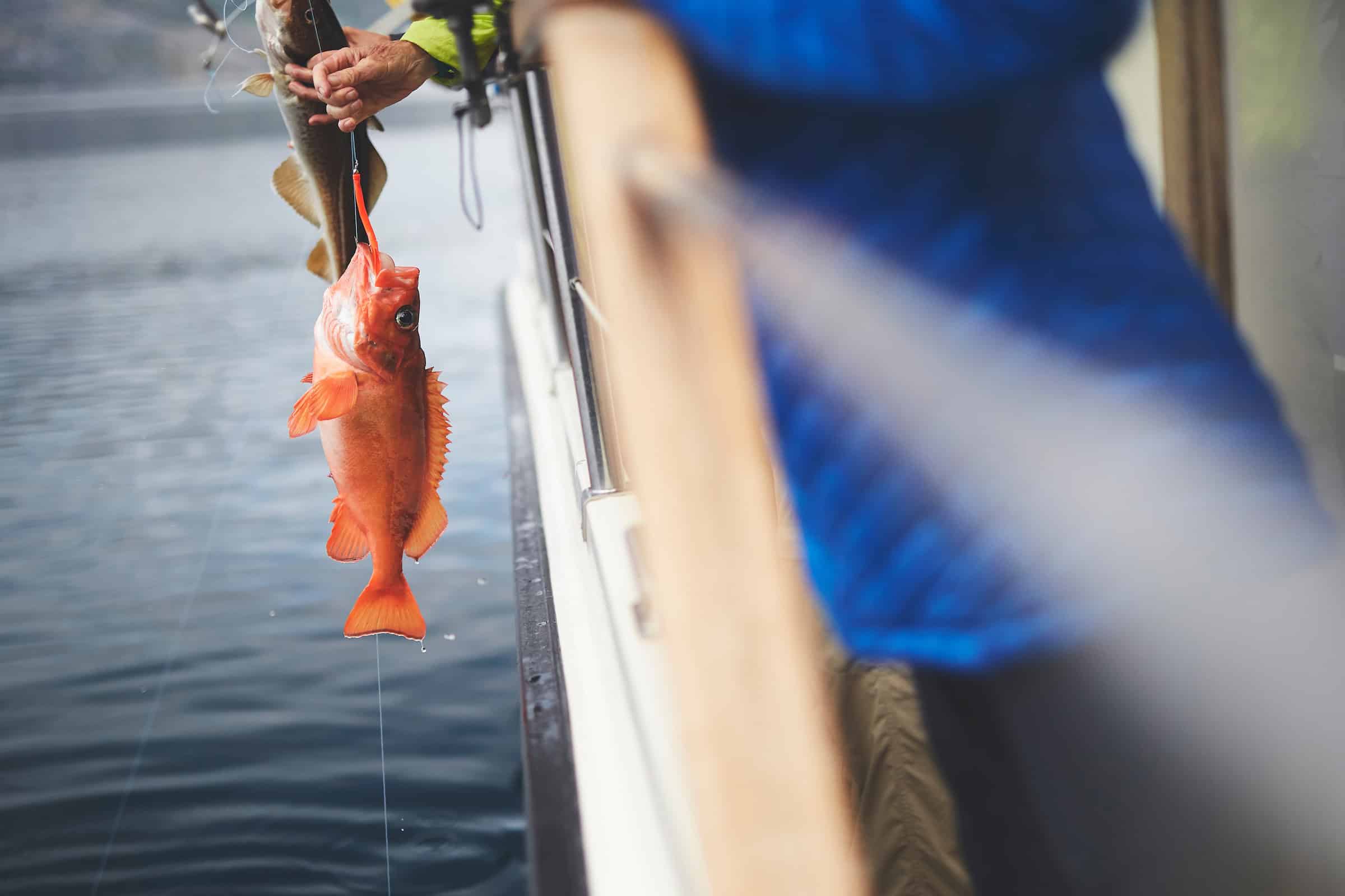 A freshly caught redfish in the Nuuk Fjord