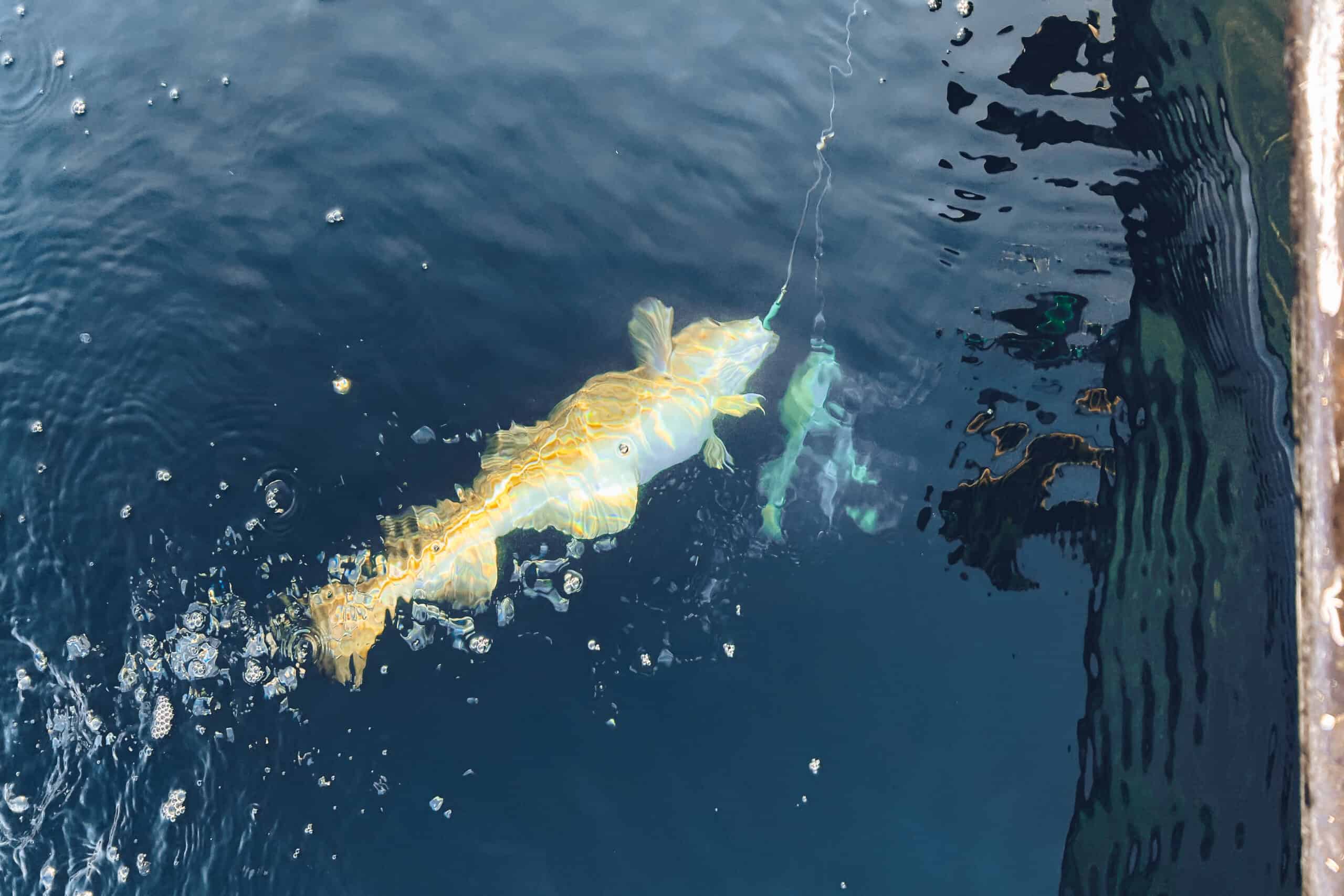 Fish getting caught on boat.