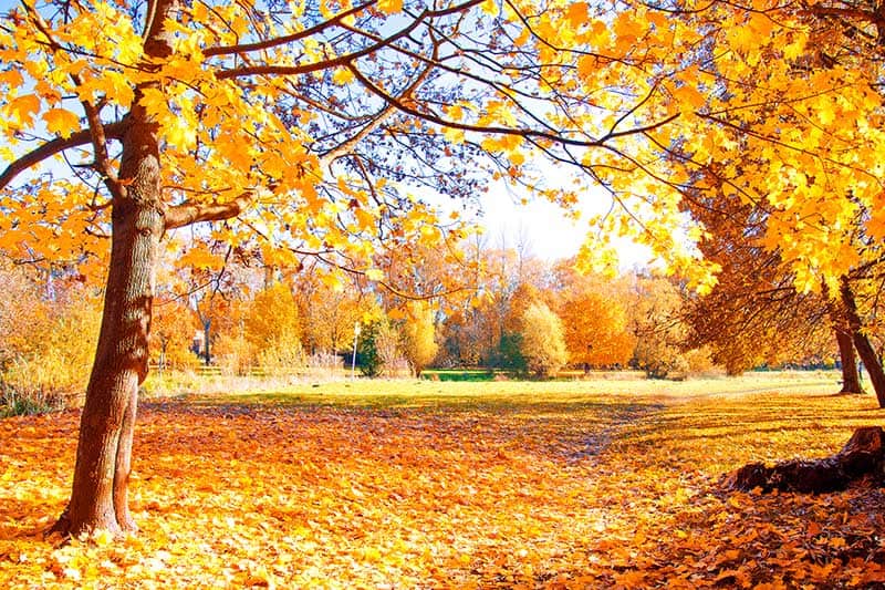 autumn activities