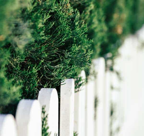 Close-up of a garden fence with lush green foliage.