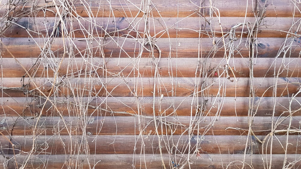 Close-up of wooden garden fence with climbing plants and vines.