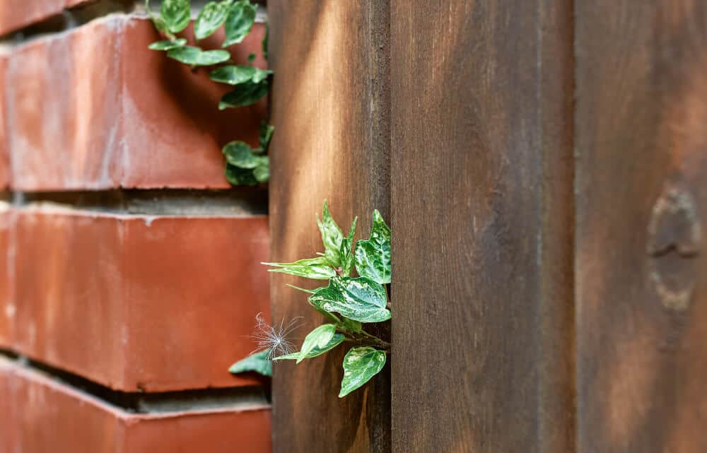 Close-up of wooden garden fence with climbing plant and brick wall.
