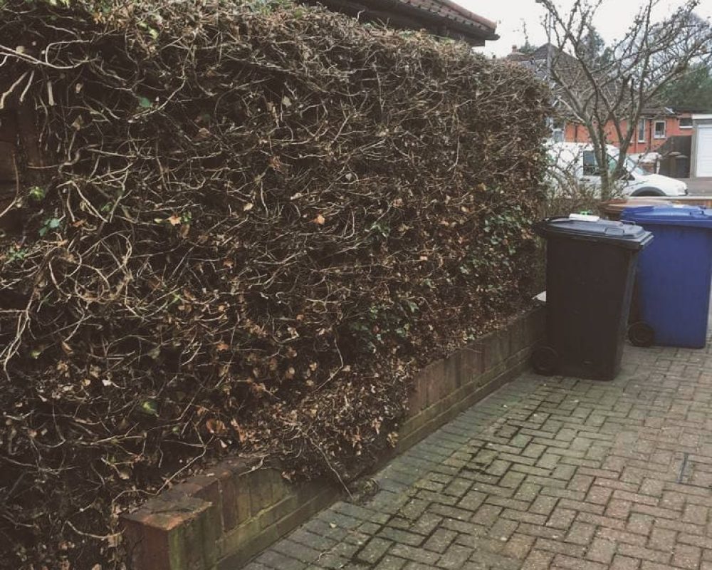 Hedge trimming and garden maintenance by EM Fencing And Garden Services.