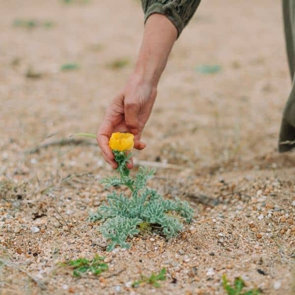 A photo of an orange seaside poppy with a hand reaching to touch it
