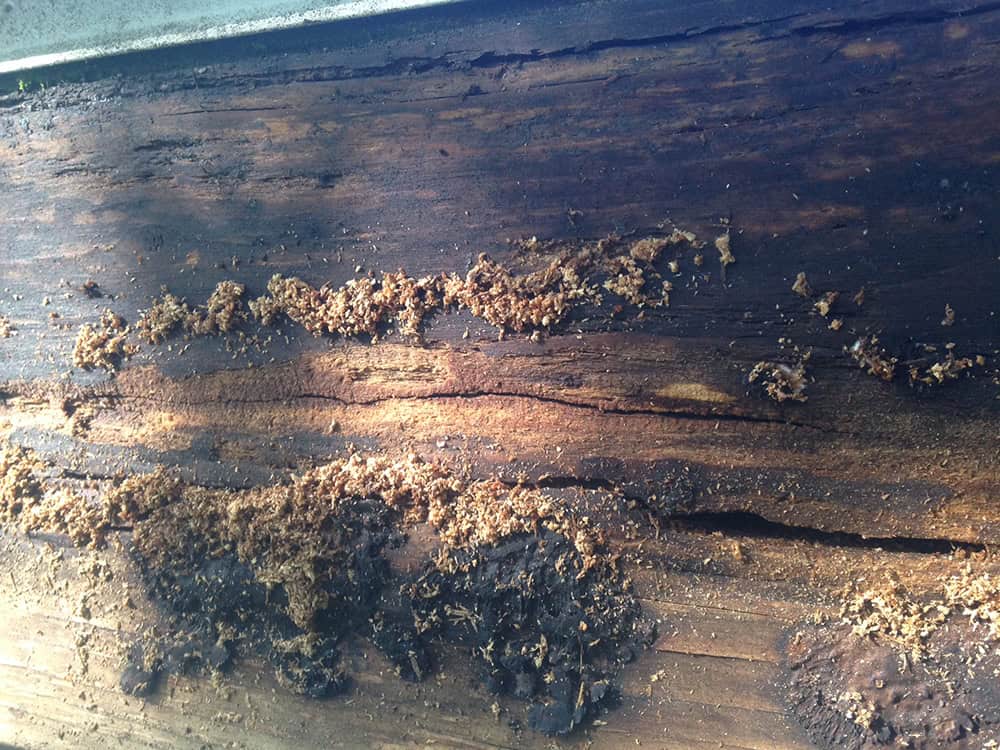 Clog gutter invites termites | Ever Clean Clog-Free Gutter Systems - Kentucky, Cincinnati, & North Carolina
