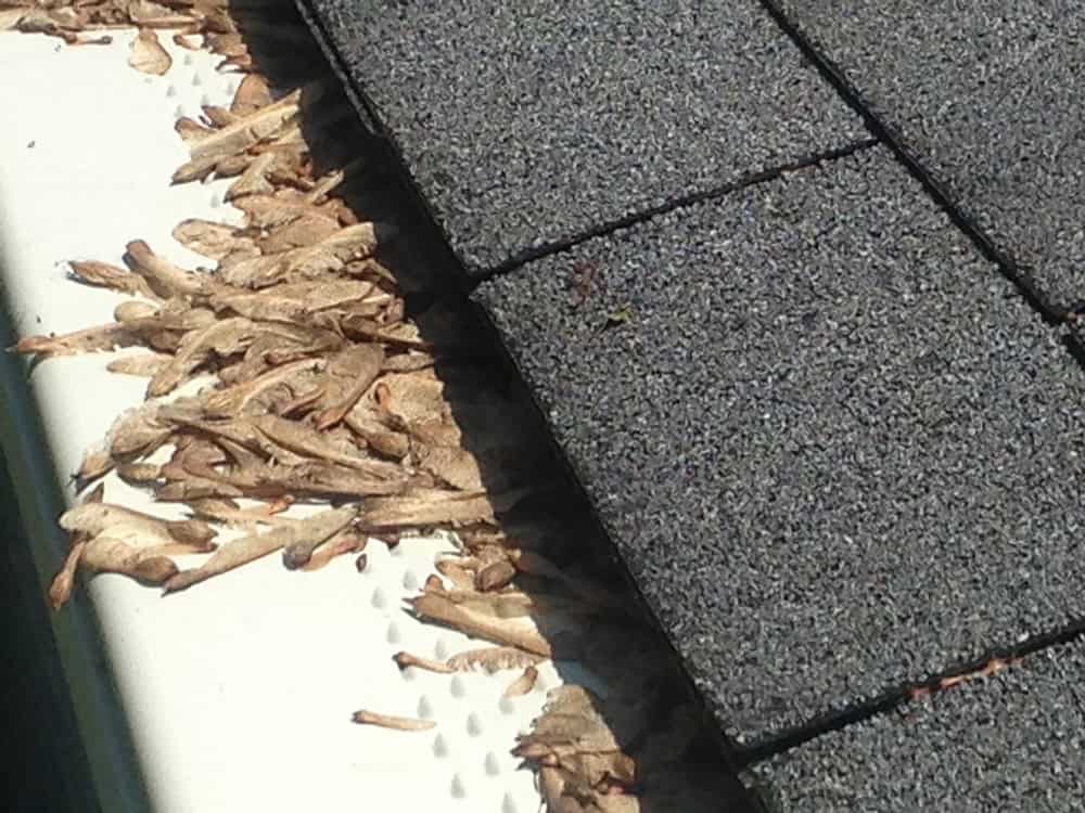 IMG_1168 | Ever Clean Clog-Free Gutter Systems - Kentucky, Cincinnati, & North Carolina