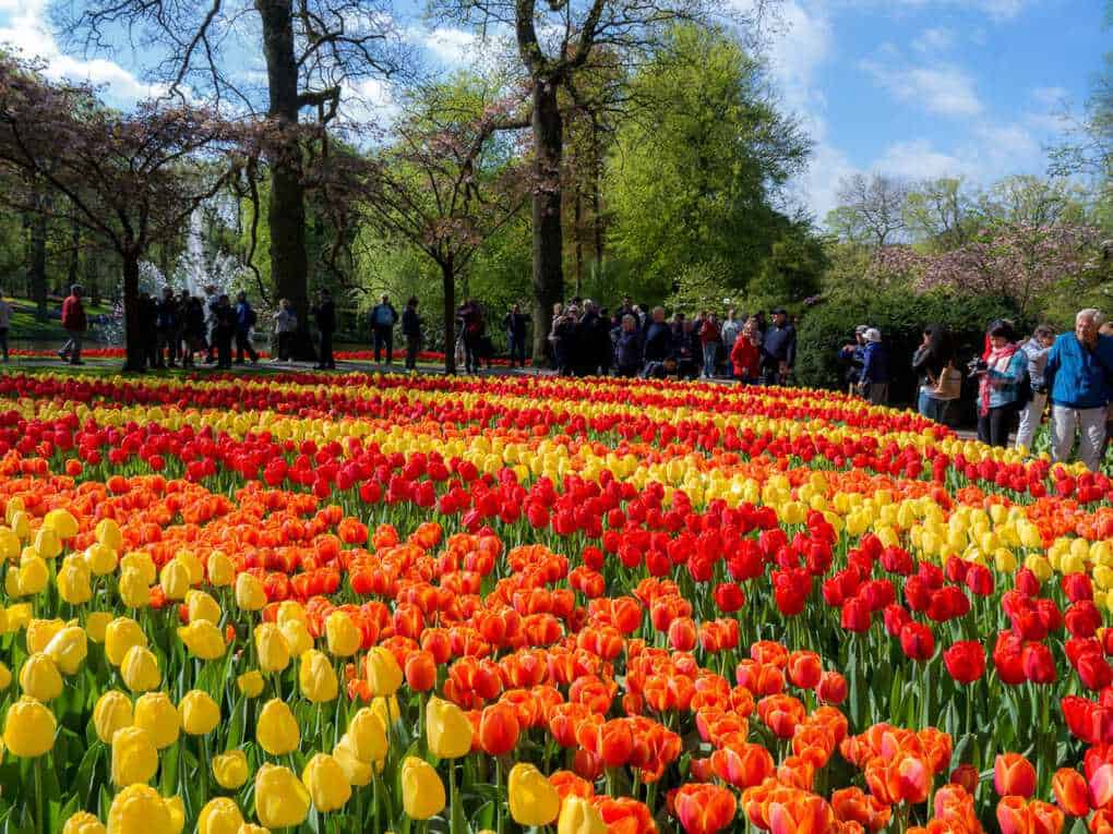Keukenhof gardens tulips field
