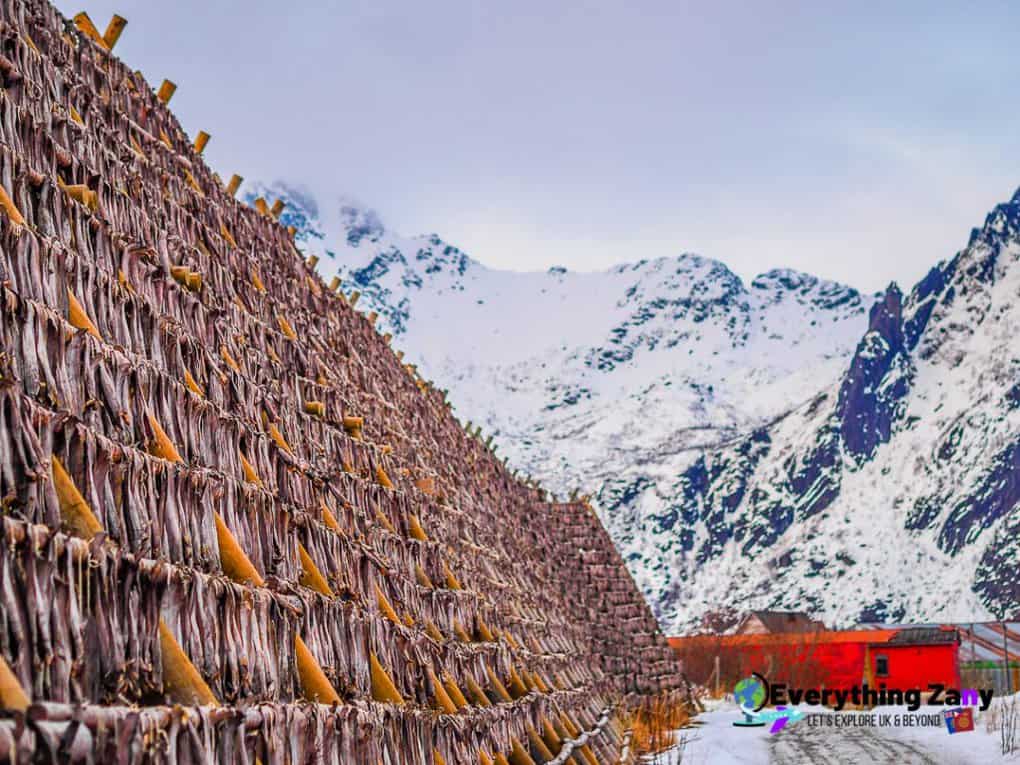 Stockfish in Lofoten Norway
