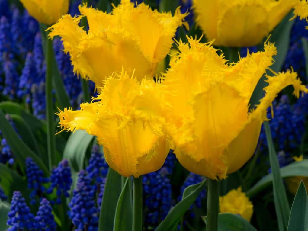 yellow tulips in keukenhof gardens amsterdam