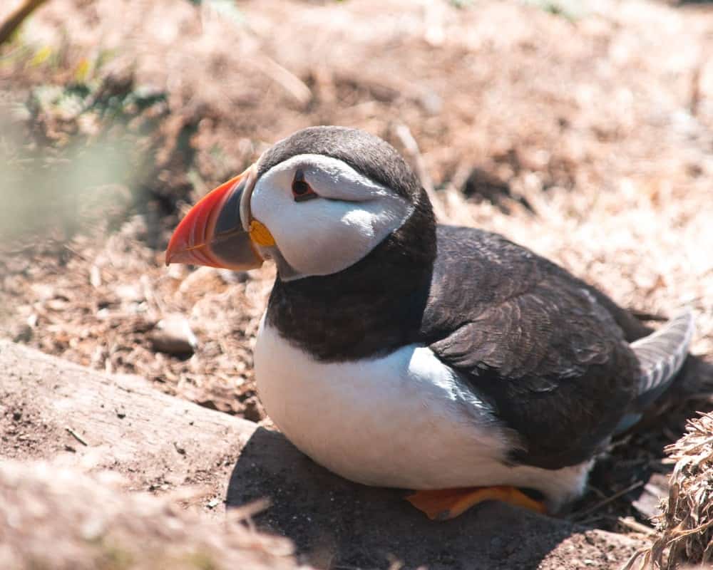 Puffin at the Skomer Island in Pembrokeshire Wales