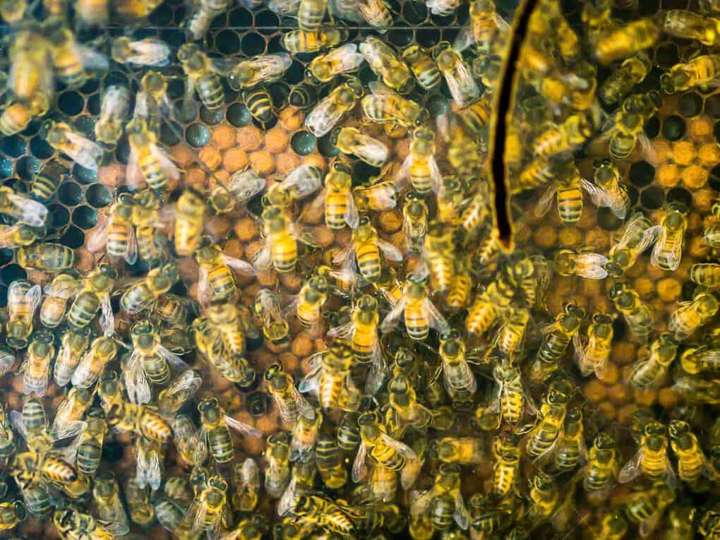 Puntacana Forest Bee Honey