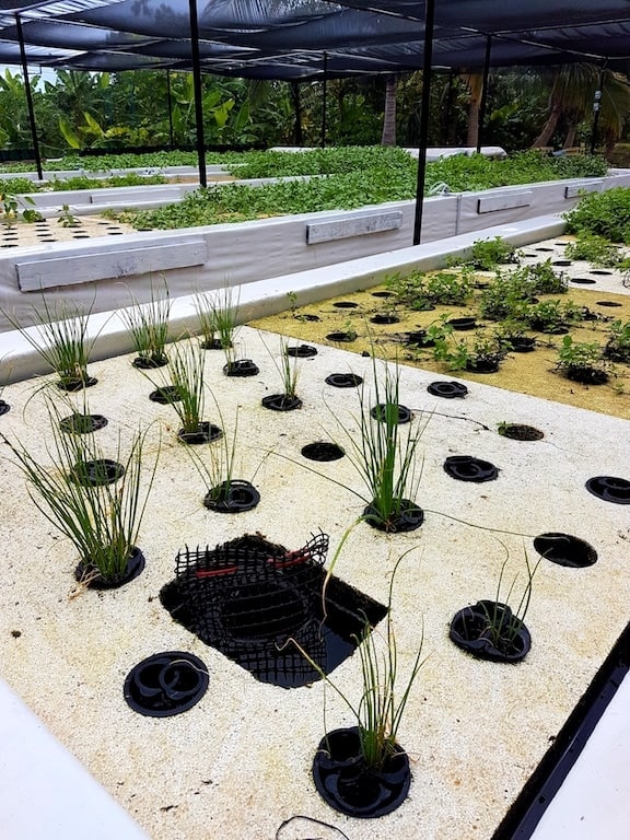 Aquaponic Puntacana foundation