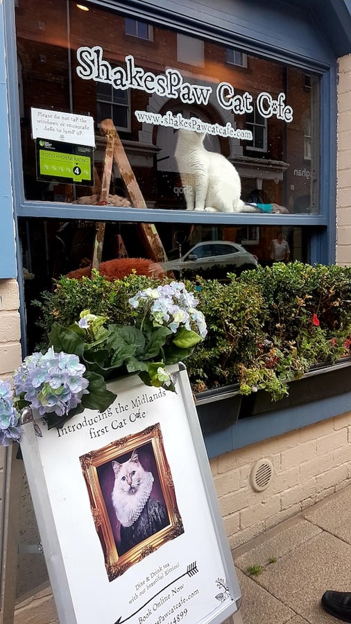 Things to do in Warwickshire - Shakespaw Cat cafe in Stratford Upon Avon