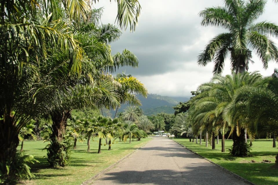 Palm Drive in Hope Garden in Kingston Jamaica