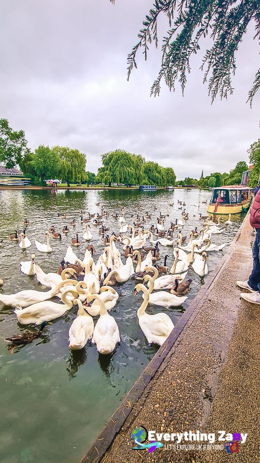Swans and Tourist boat cruise in Stratford-upon-Avon