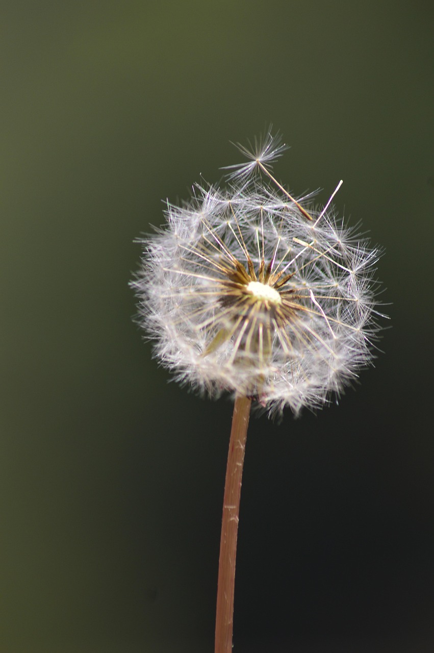 flower, dandelion, wildflower, flower background, beautiful flowers, nature, snow, winter, rwanda, africa, close up, flower, flower, flower, dandelion, dandelion, flower wallpaper, dandelion, dandelion, nature, nature, nature, nature, nature, rwanda