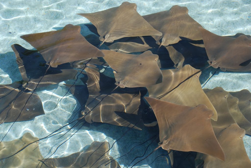 antigua caraibi bagno razze