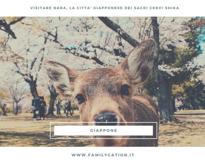 visitare nara in giappone