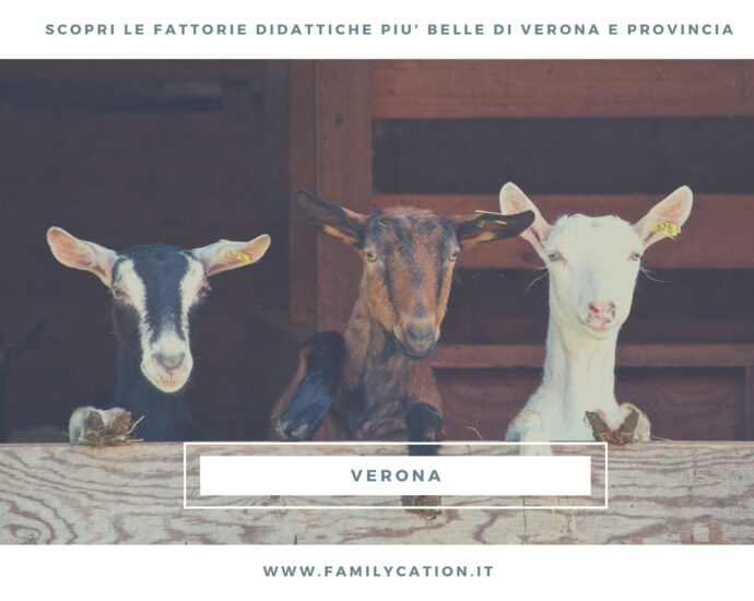fattorie didattiche verona