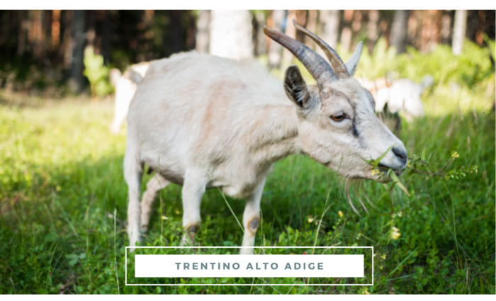 trekking con animali