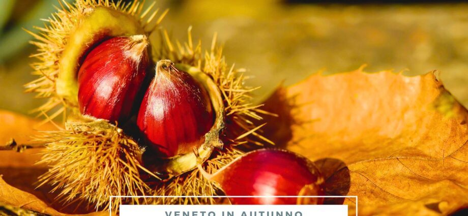 dove raccogliere le castagne in Veneto con bambini