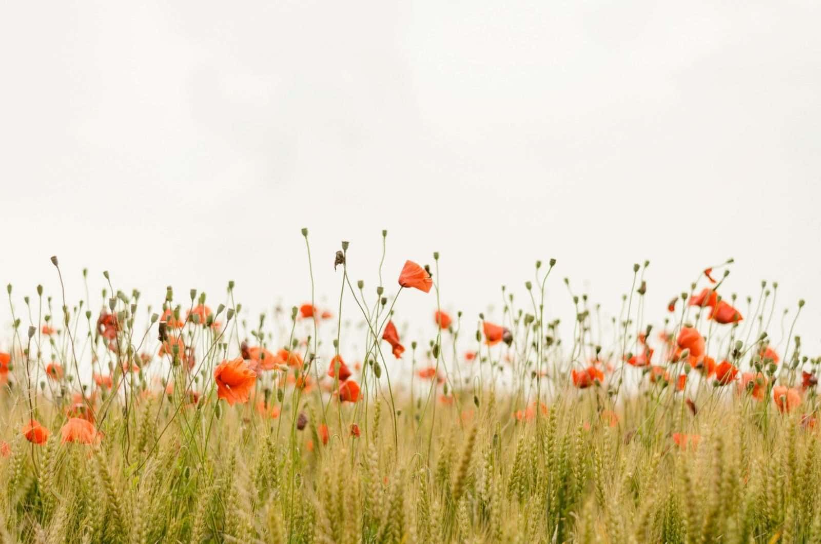 Campo de amapolas y trigo en una tarde soleada, una imagen serena y natural.