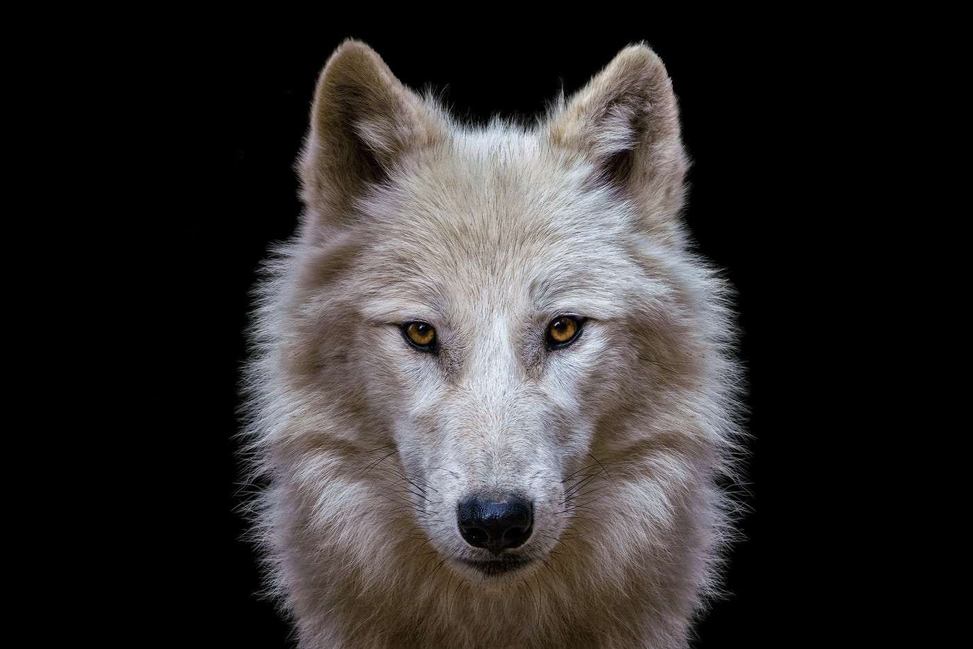 Árbol de perro lobo en negro brillante, primer plano de rostro con ojos dorados y pelaje gris y blanco.