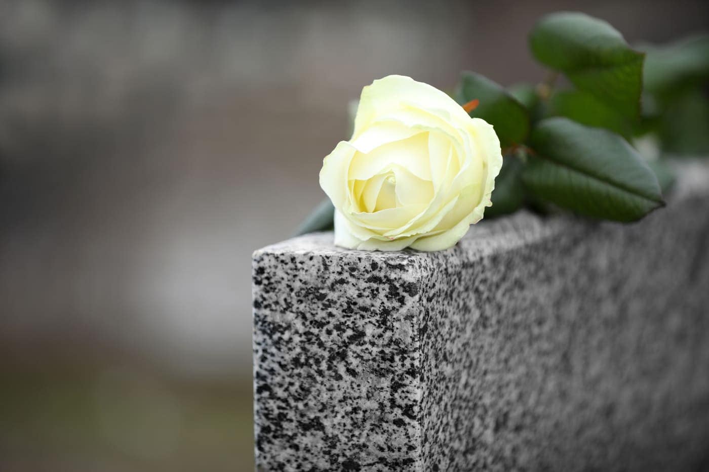 Rosa blanca sobre una lápida de granito, símbolo de paz y despedida.
