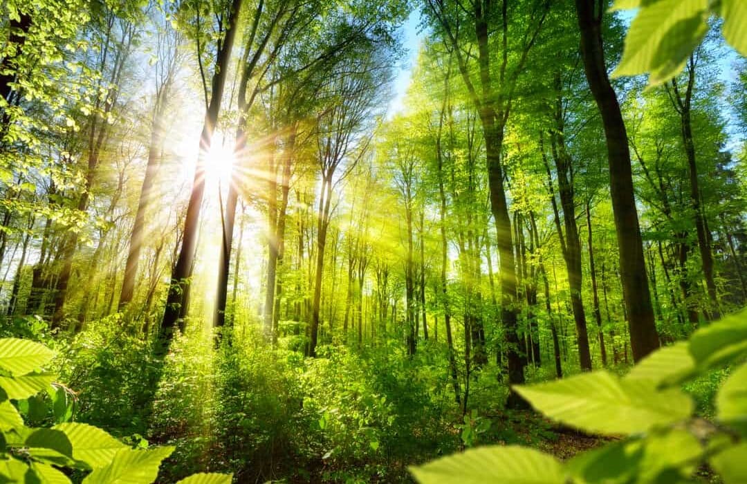 Environment Photo
