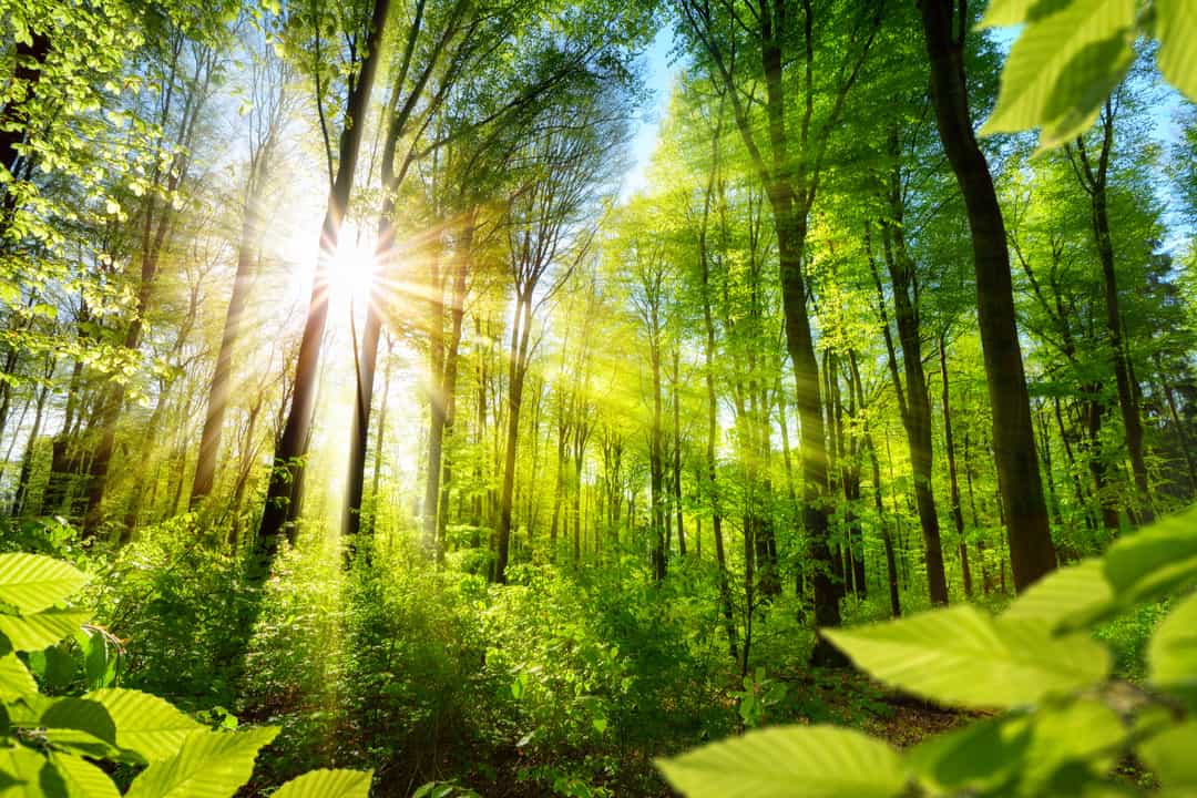 Environment Photo