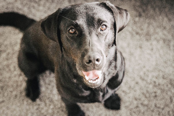 happy-dog-flummisdiary-hund