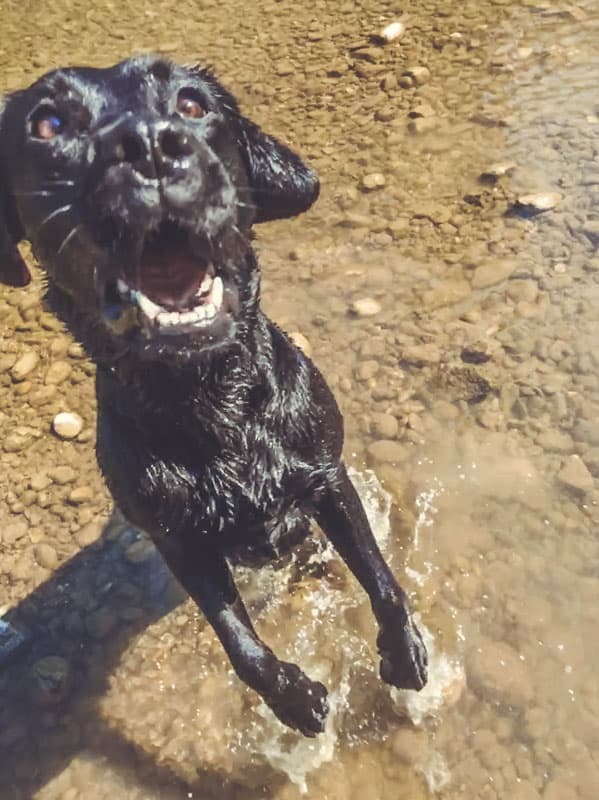 flummi-hund-spass-sprung-wasser-jump