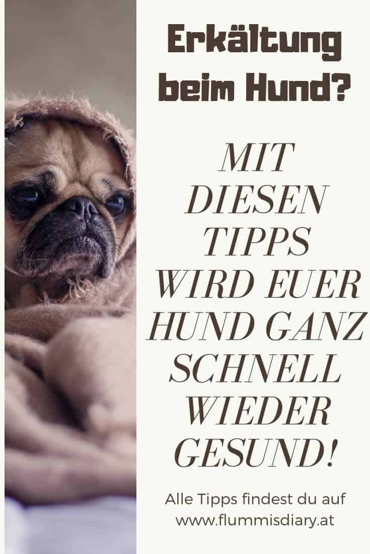 erkältung-beim-hund-hausmittel