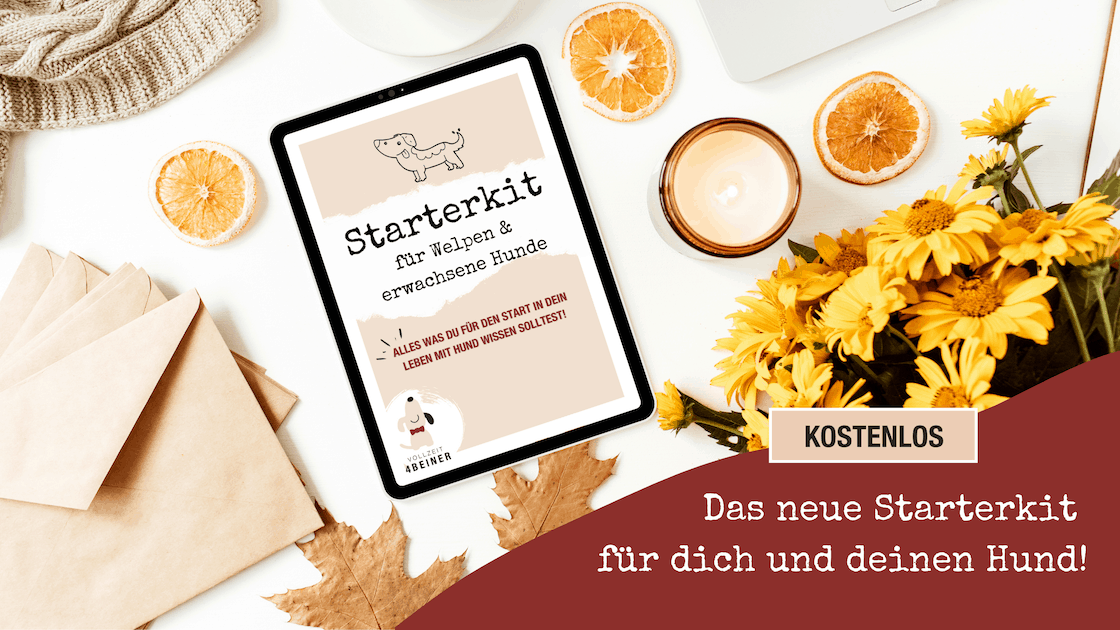 starterkit-fuer-hunde-welpen-hundetrainer-hundeblog-vollzeit4beiner-flummsidiary