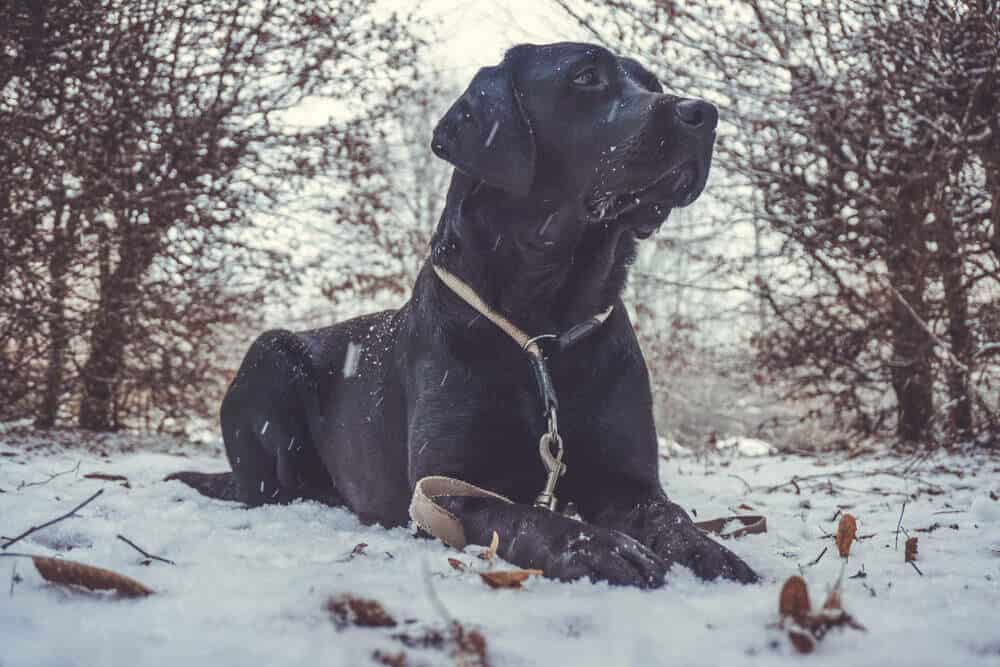 hundebindung-bindung-hund-aufbauen