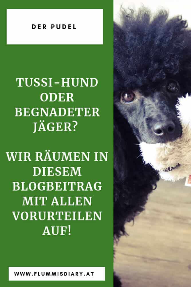 pudel-vorurteile-jagen-tussi-blog