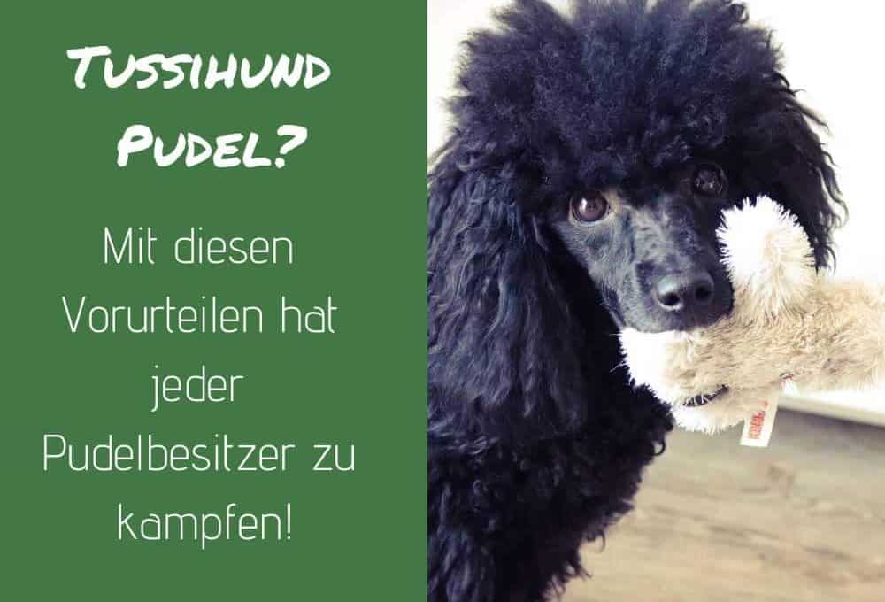 pudel-vorurteile-tussi-hund