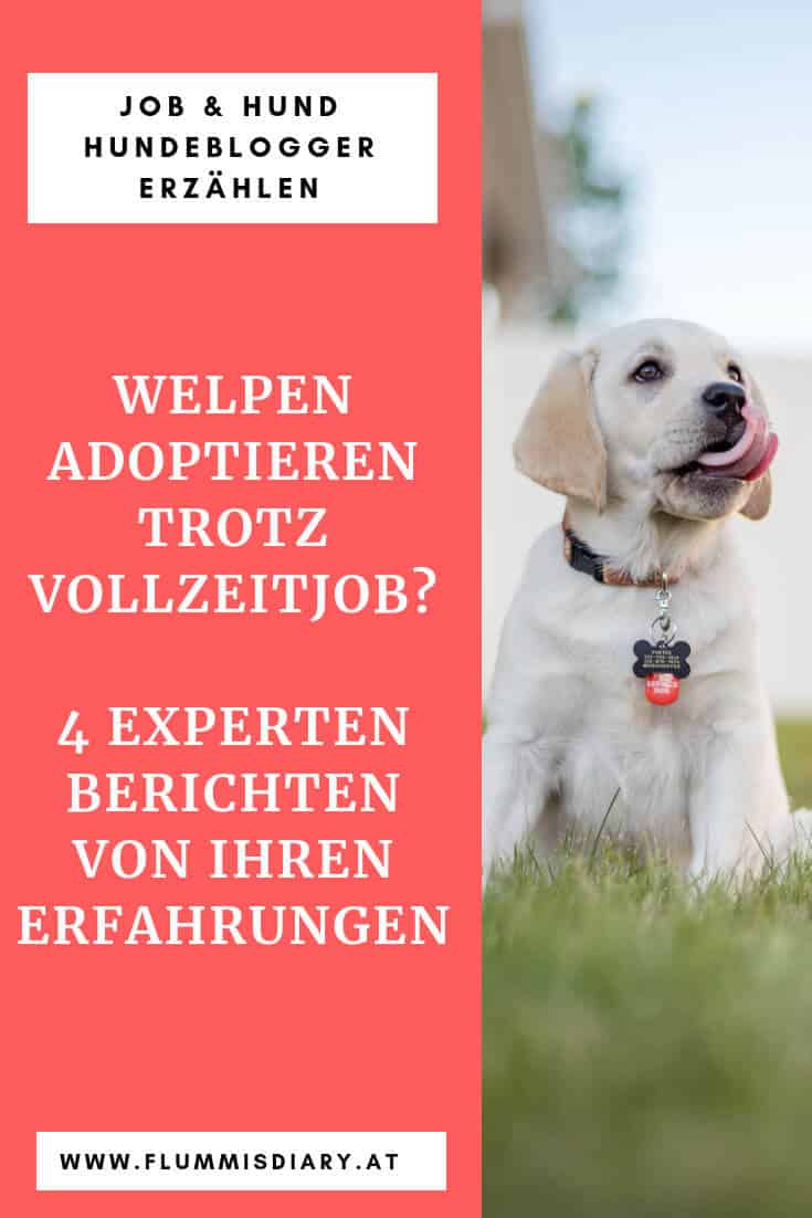 arbeit-trotz-hund-welpe