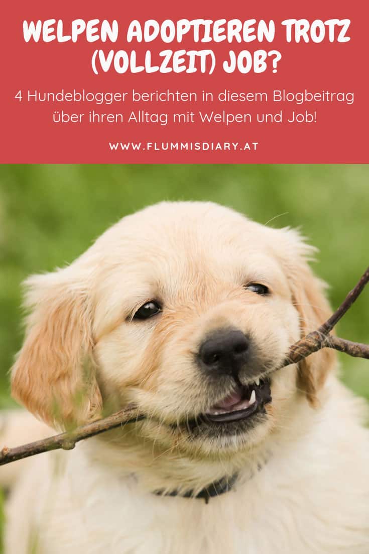 welpe-adoptieren-trotz-vollzeitjob-arbeit