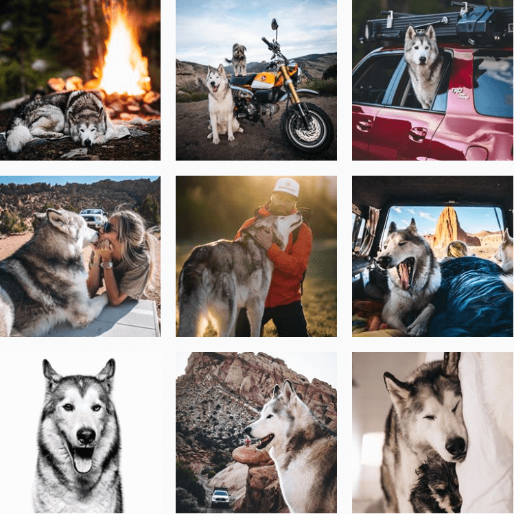 loki-inspiration-instagram-adventuredogs