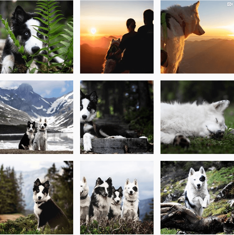 swiss.adventurelove-inspiration-instagram-adventuredogs.png